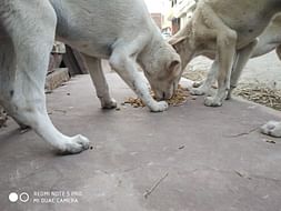 Help Me For Rescuing The Animals
