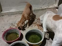 Feed Stray Animals During COVID-19 Lockdown