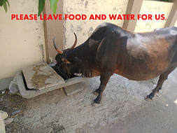 Your Help Can Feed The 100+ Street Animals in Lockdown