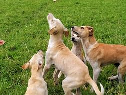Vaccination of 100 dogs: 7in 1 and ARV +booster costs - 844 INR/ 11USD