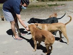 Help Mealforpaws feed strays