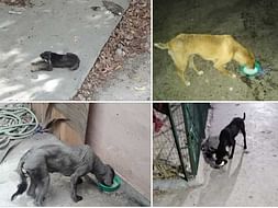 Help Us To Save The Animals From Hunger
