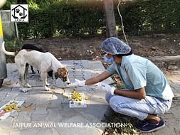 Please help us feed starving animals due to the lock down.