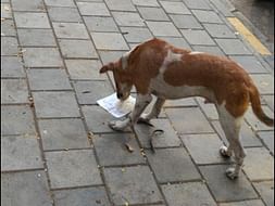 Cause For Paws Mumbai