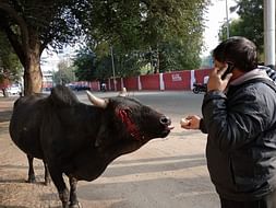 Help and Feed Street Animals