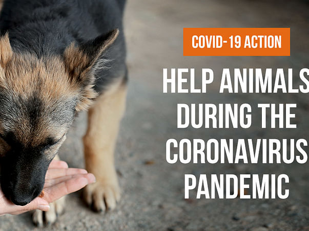 HELP US TO FEED STRAY ANIMALS