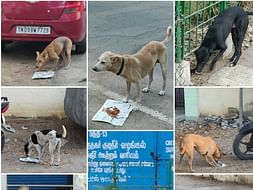 Help us to feed the orphan street animals