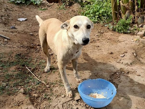 Support Us to Help The Voiceless