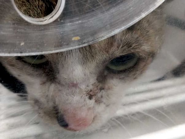 Help Whisper Live, A Victim Of Human Brutality