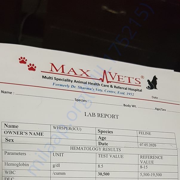 Medical Report