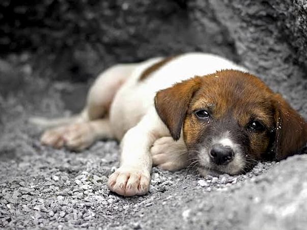Help the furry friends. Let's be compassionate.
