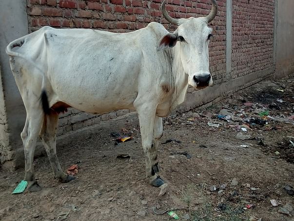 Help us in building cowsheds for the safety of cows