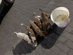 Help For voiceless