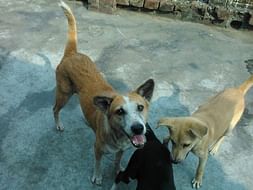 Save Keya's Home for Animals