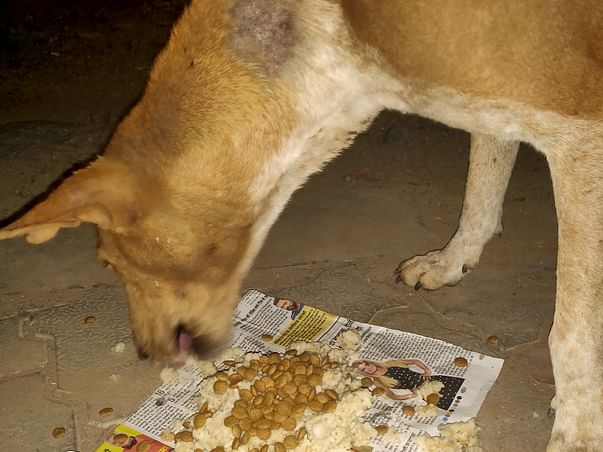 Help Us Feed Stray Animals In Time Of Lockdown