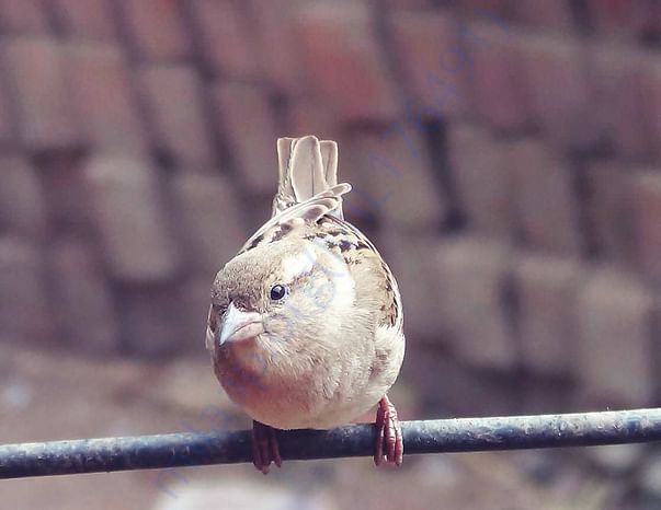 Sparrow in Nursarai