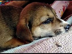 Petluck Animal Rehabilitation Center