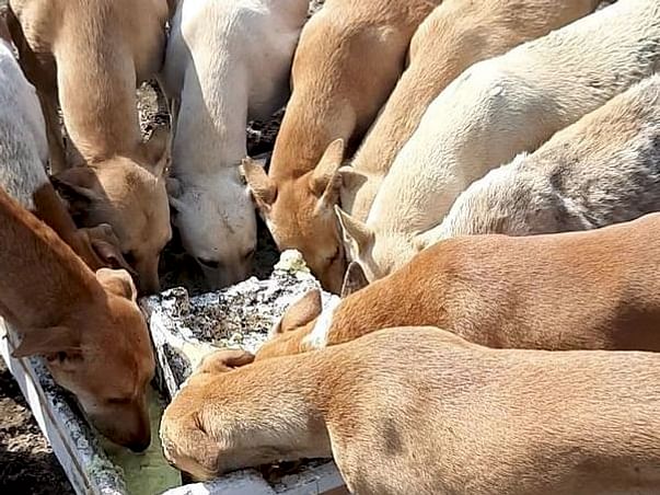 Help James to take care of stray dogs during lock down.