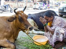 Help us rescue and care for hungry animals
