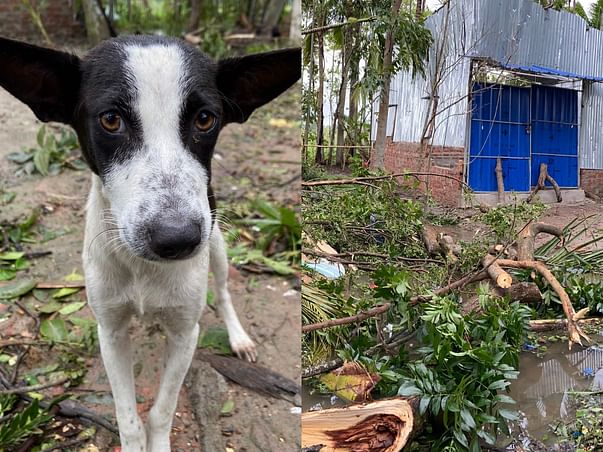 Support Jiva To Save Stray Animals Affected By Amphan