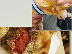 Need help for treating stray dogs.