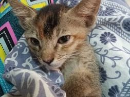 Help paralyzed stray kitten COCO for treatment