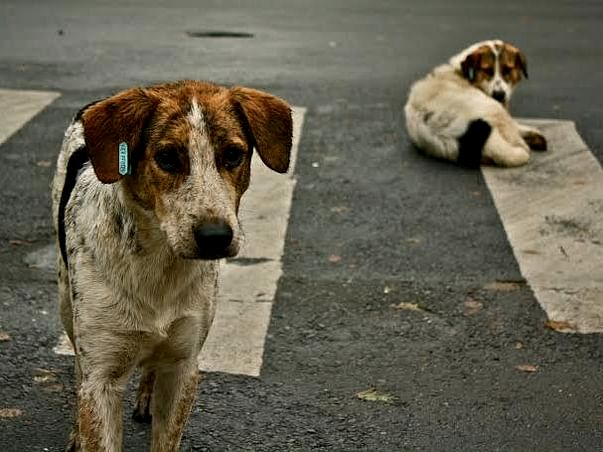 raise money to feed street dogs