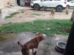 Food For Street Dogs