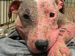 Help Us Take Care Of 150+ Injured And Abandoned(Dogs) Animals
