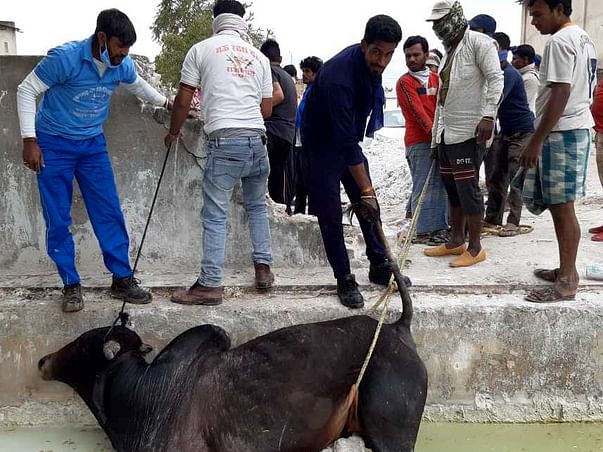 Help to run accidental cows and injured animals hospital