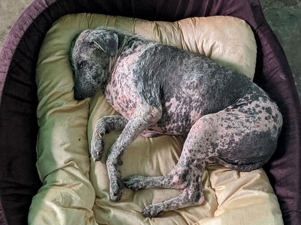Help us feed and rescue sick, starving and injured animals!