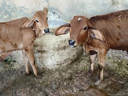 Help Us In Rescuing Street Animals