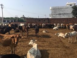 My Friend Dinesh need help To Build Cowshed For The Abandoned Cows