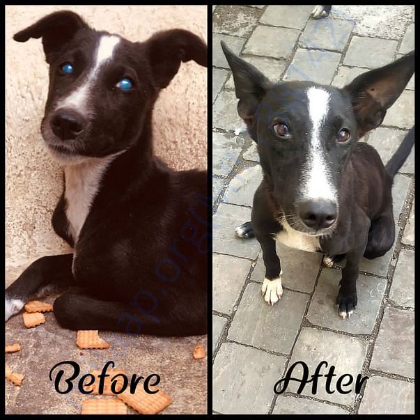 Puppy recovered with regular check up a d eye drops