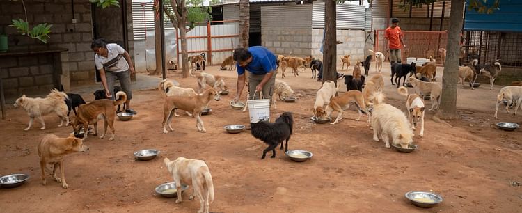 31-YO Left His Job To Rescue And Rehabilitate Street Dogs In | Milaap 31-YO Left His Job To Rescue And Rehabilitate Street Dogs In | Milaap