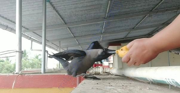 My friend who visits me daily for his/her meal. Loves to eat mango