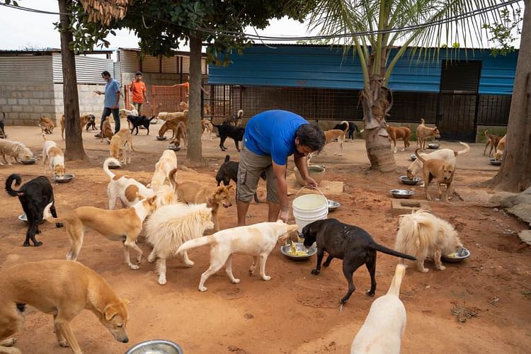 31-YO Left His Job To Rescue And Rehabilitate Street Dogs In | Milaap 31-YO Left His Job To Rescue And Rehabilitate Street Dogs In | Milaap