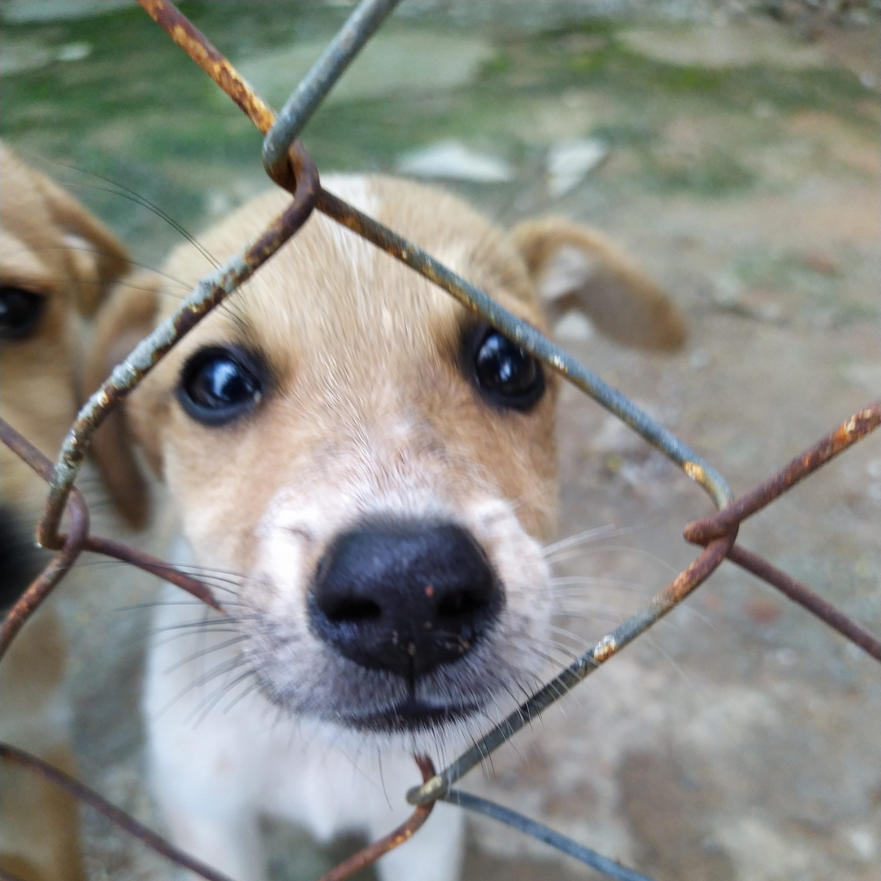 Animal Birth Control Abc Center Milaap Rs 10 crore have been allocated to develop what will essentially be birth control for india's problem wild animals.