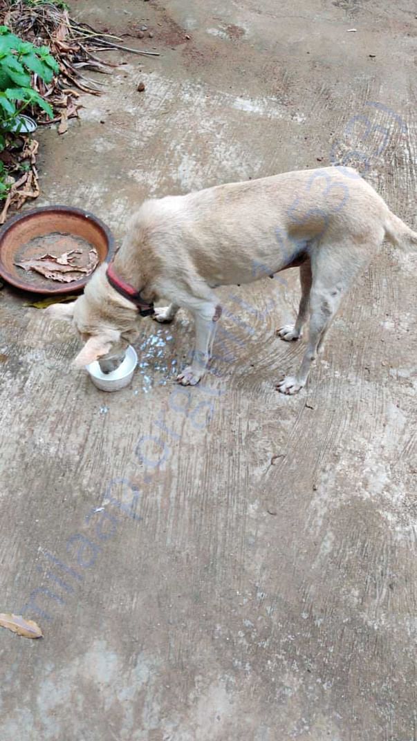 Whitey having her snack