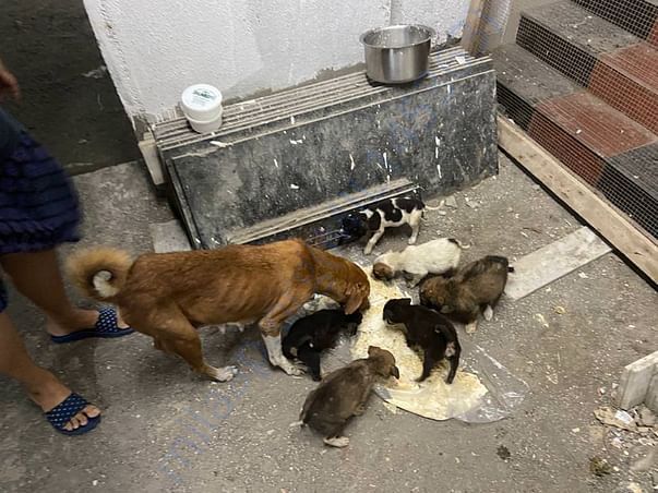 Mother and babies having their dinner