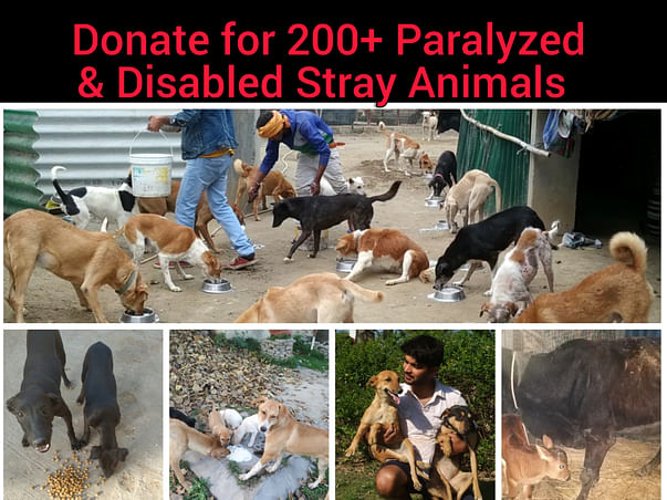 Help for 200+ Old & Paralyzed Animals