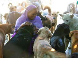 Support The Voiceless And Distressed Animals In A COVID Affected World