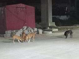 Help me tend to Strays