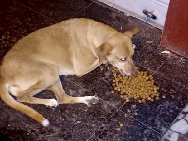 Help us feed stray dogs during Lockdown!
