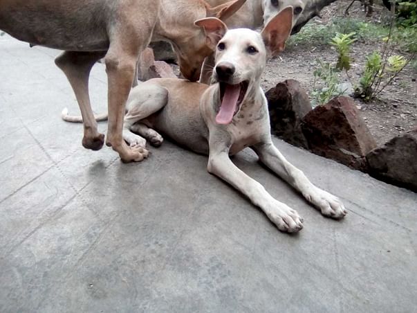 Help me get community dogs/cats SPAYED/NEUTERED in India
