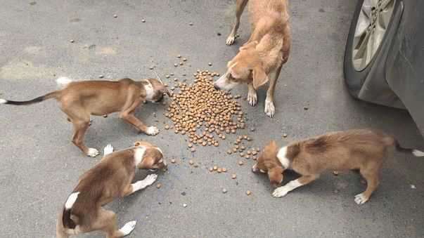Small part of today's feeding