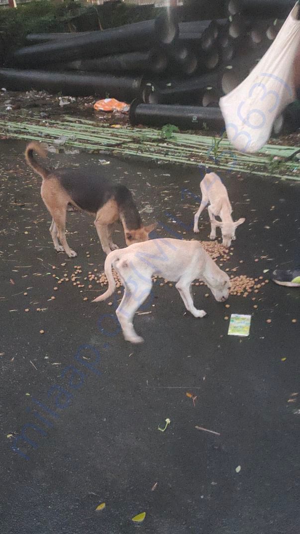 Few of my daily feeding friends