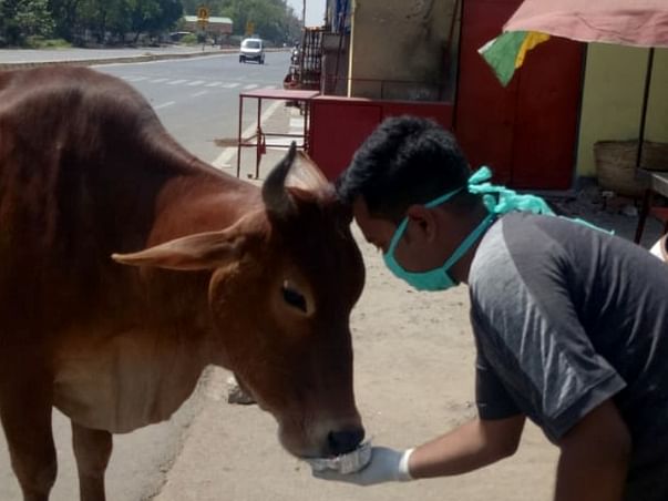 Please Help Street Animal For Food ...