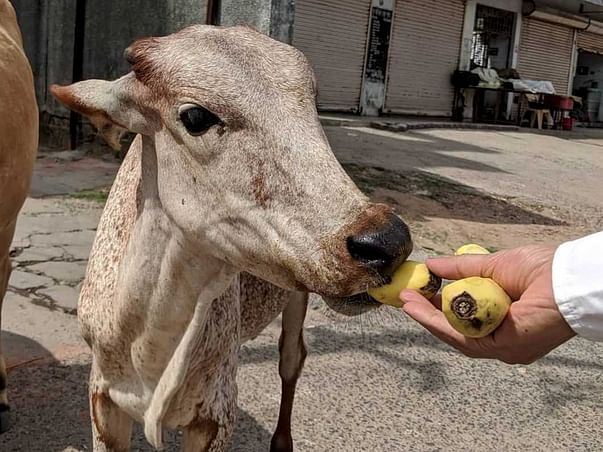 support the skinniest of cows