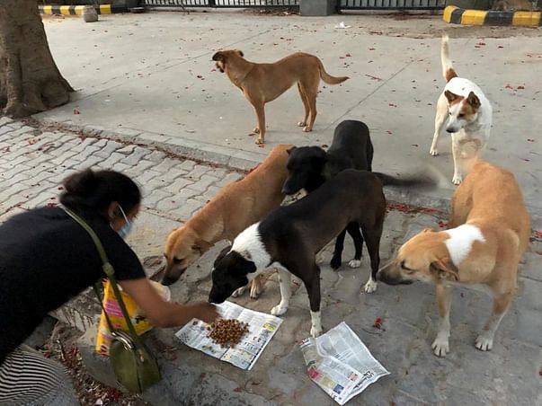 Help strays feeding and medical need